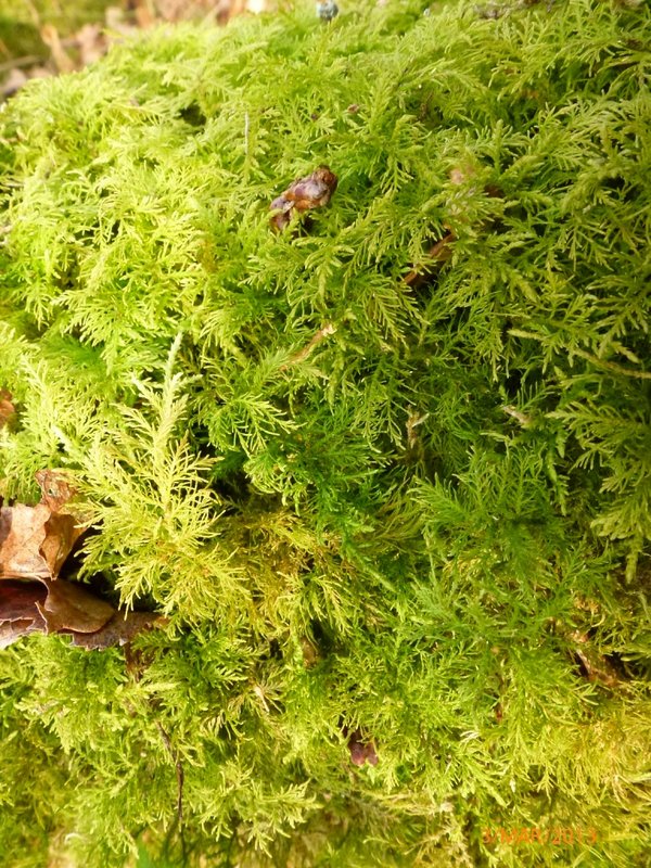 Lichens forestiers 3.3.2013 051